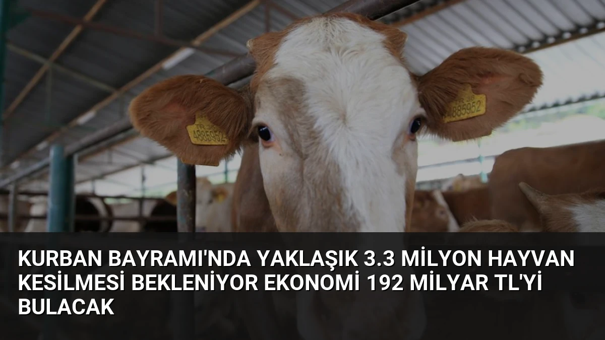 Kurban Bayramı’nda Yaklaşık 3.3 Milyon Hayvan Kesilmesi Bekleniyor Ekonomi 192 Milyar TL’yi Bulacak