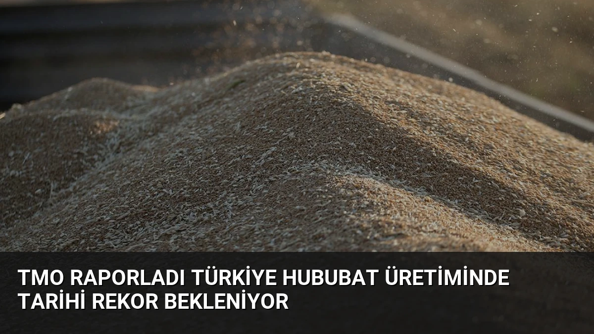 TMO Raporladı Türkiye Hububat Üretiminde Tarihi Rekor Bekleniyor