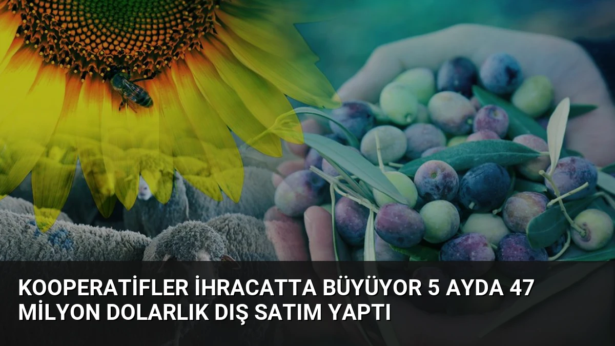 Kooperatifler İhracatta Büyüyor 5 Ayda 47 Milyon Dolarlık Dış Satım Yaptı