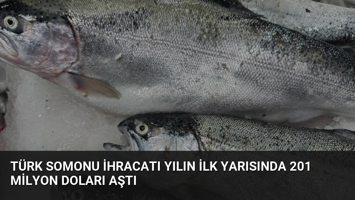 Türk Somonu İhracatı Yılın İlk Yarısında 201 Milyon Doları Aştı