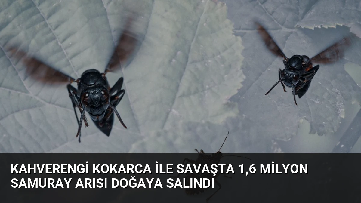 Kahverengi Kokarca İle Savaşta 1,6 Milyon Samuray Arısı Doğaya Salındı