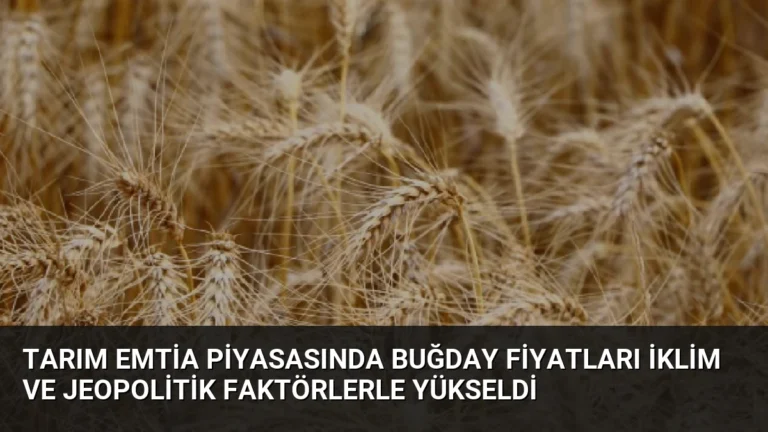 Tarım Emtia Piyasasında Buğday Fiyatları İklim ve Jeopolitik Faktörlerle Yükseldi