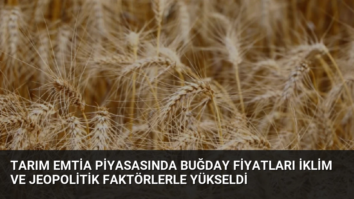 Tarım Emtia Piyasasında Buğday Fiyatları İklim ve Jeopolitik Faktörlerle Yükseldi
