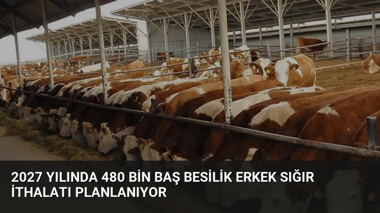 2027 Yılında 480 Bin Baş Besilik Erkek Sığır İthalatı Planlanıyor