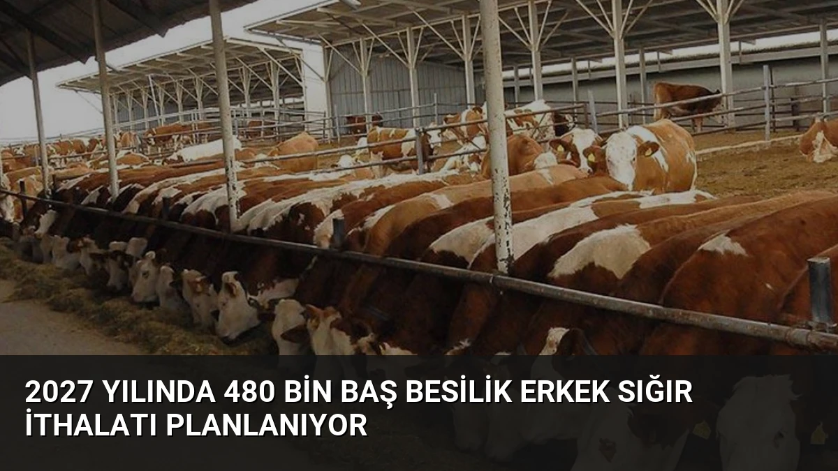 2027 Yılında 480 Bin Baş Besilik Erkek Sığır İthalatı Planlanıyor